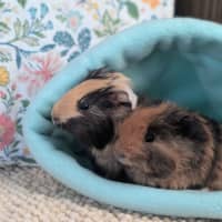Photo of Nova & Teddy
