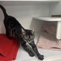 Photo of Clawdia