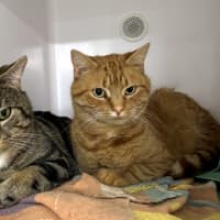 Photo of Phoenix & Kitten