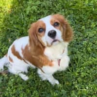 Photo of Bonnie