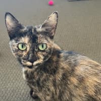 Photo of Ruby