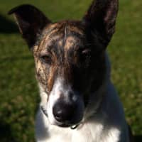 Photo of Mopsey