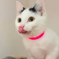 Photo of Yuki
