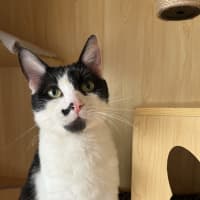 Photo of Clarke   Available At Pet Quarters Morisset