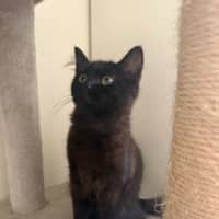 Photo of Mochi