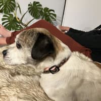 Photo of Coriolanus Snow Peggotty