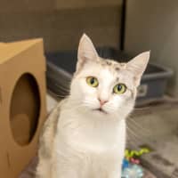 Photo of Taco