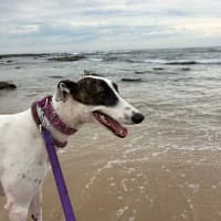 Photo of Dixie, The Greyhound