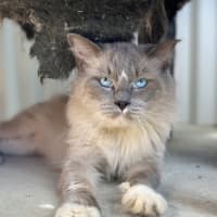 Photo of Flynn