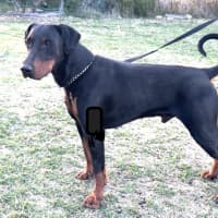 Photo of Mr B Von Dobermann