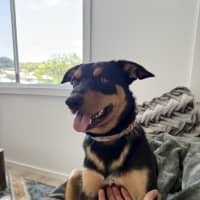 Photo of Rasem   10 Month Old Kelpie