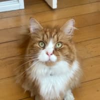 Photo of 🦁 Leo 🦁 