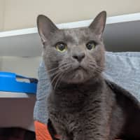 Photo of Kuro