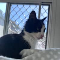 Photo of Bobbit