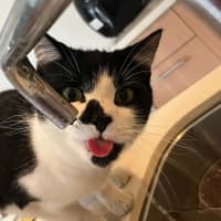 Photo of Apolo