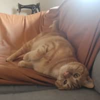 Photo of Toffee