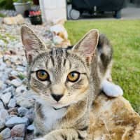 Photo of Willow