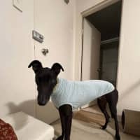 Photo of Boston, The Greyhound