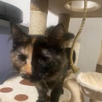 Photo of Keyleth **2nd Chance Cat Rescue**