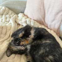 Photo of Meeko