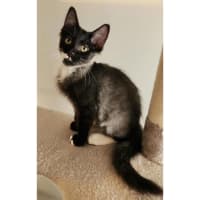 Photo of 11343   Windex