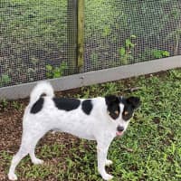 Photo of Biscuit