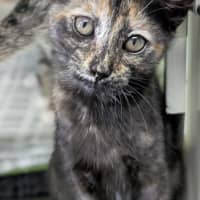 Photo of Rosie