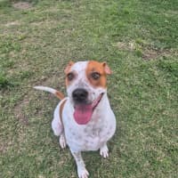 Photo of Squirtle *$150 Adoption Fee*