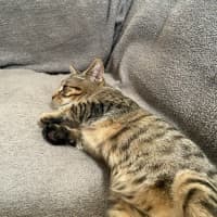 Photo of Fred (Weasley) Of Harry Potter Fame