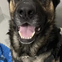 Photo of Pretzel (Eddie)