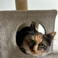 Photo of Honey