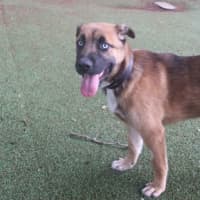 Photo of Tommy Pickles