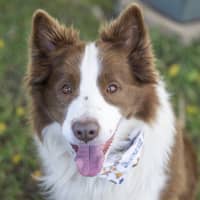 Photo of Oscar Pawastri