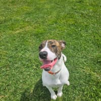 Photo of Ollie Rollo