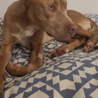 Photo of Stella