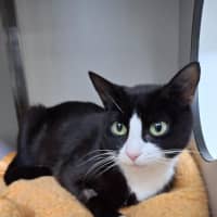 Photo of Peppermint Patty