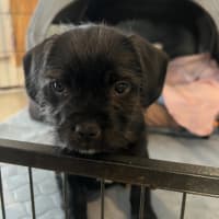Photo of Tilly