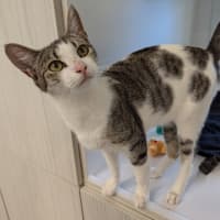 Photo of Gravy
