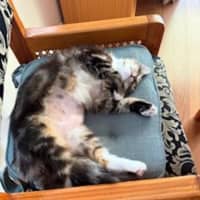 Photo of Molly   Available At Pe Tquarters Glendale