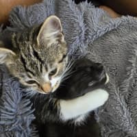 Photo of Tinsel (With Claus)