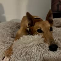 Photo of Clover The Greyhound