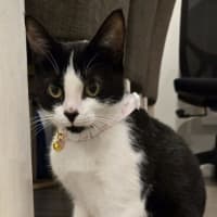 Photo of Strawberry Shortcake