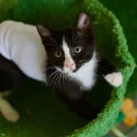 Photo of 🤩 Charlie Girl 🤩