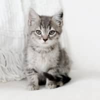 Photo of Hugo