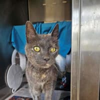 Photo of Smokey