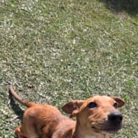 Photo of Stumpy   8 Month Old Dachshund X