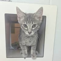 Photo of Smokey