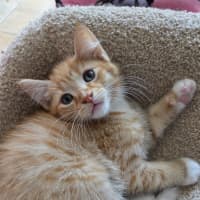 Photo of Tiger