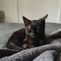 Photo of Night Fury Jr 