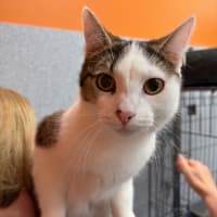 Photo of Romeo
